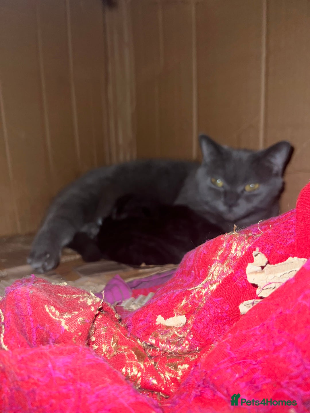 British Shorthair cats for sale: British short hair female 2 years old  - Image 2