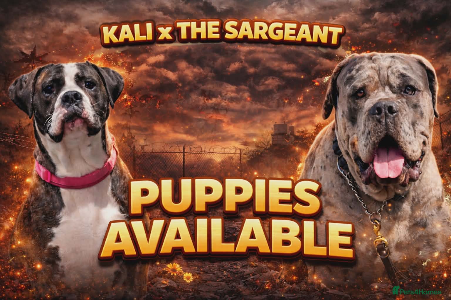 Cane Corso dogs Merle and brindle cane corso - Advert 7