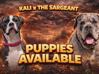 Cane Corso dogs Merle and brindle cane corso - Advert 17