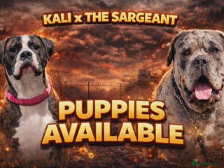 Cane Corso dogs Merle and brindle cane corso - Advert 11