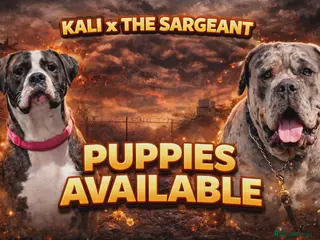 Cane Corso dogs Merle and brindle cane corso - Advert 10