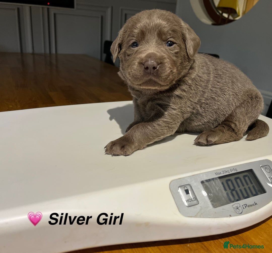 Labrador Retriever dogs for sale: Stunning litter of Silver & Charcoal Lab pups  - Image 12