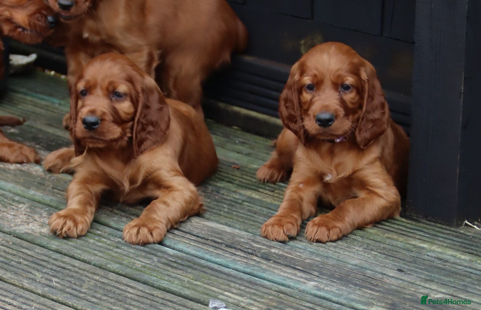 Irish Setter dogs Confident loving Irish Setter puppies  - Advert 1