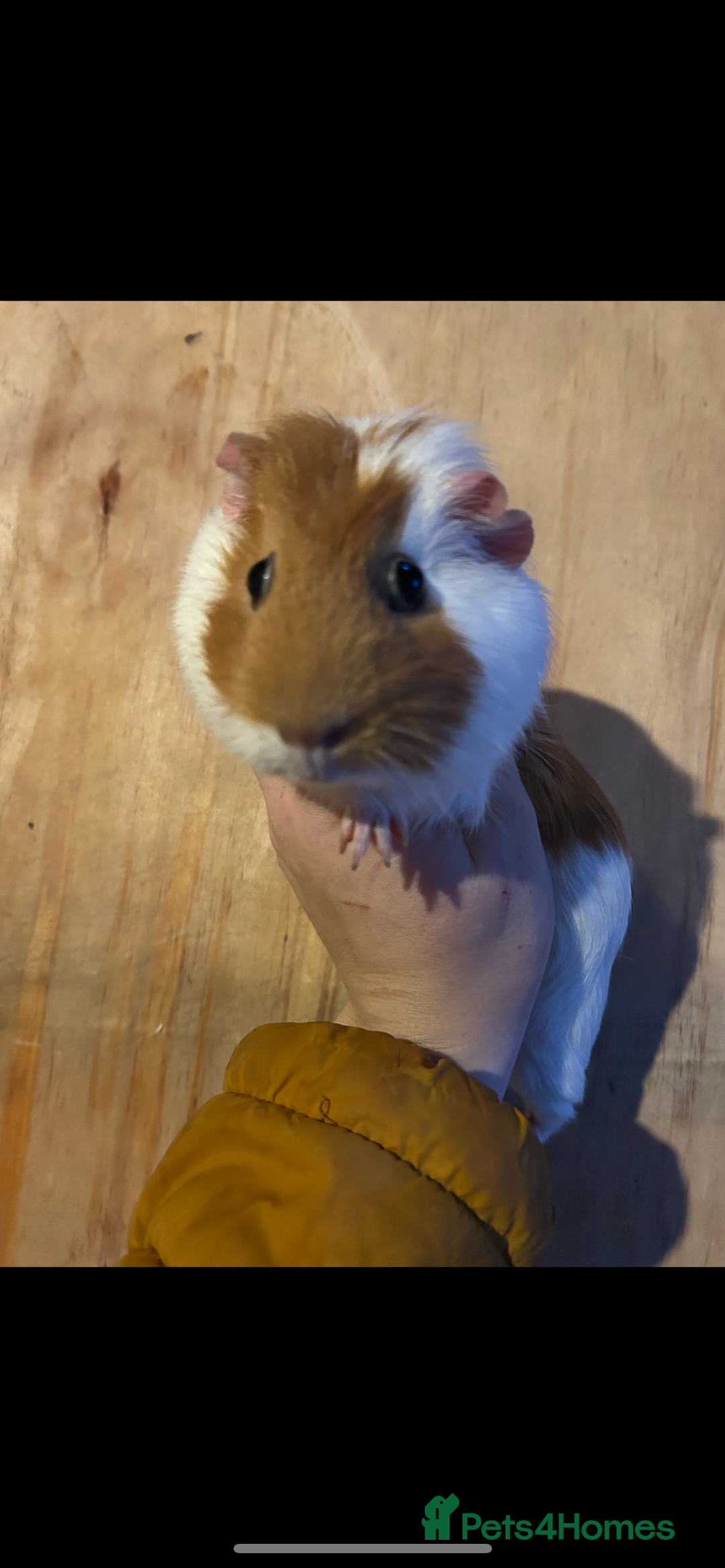 Guinea Pig rodents for sale: 2 gorgeous female guinea pigs  - Advert 5