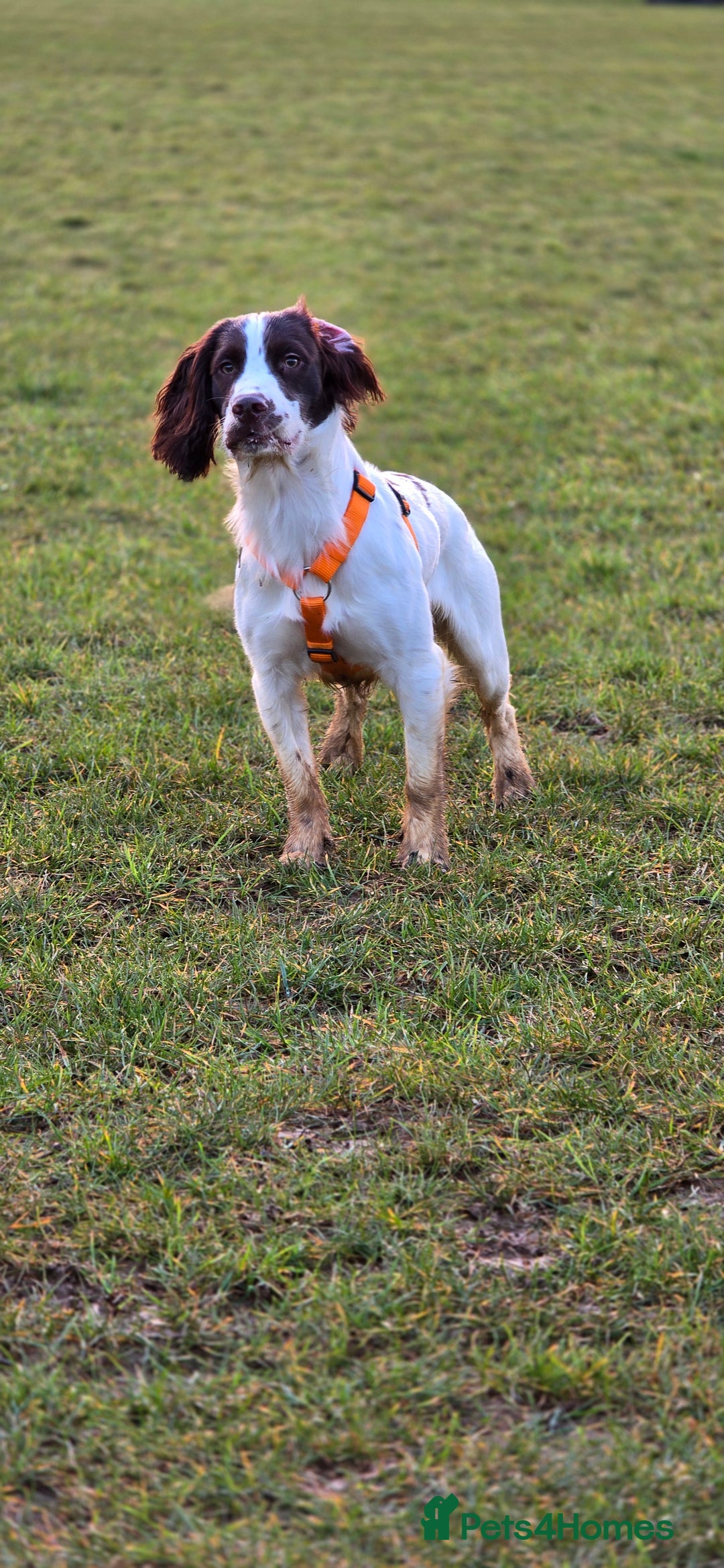 Sprocker dogs for stud: Sprocker Ralph - Advert 10