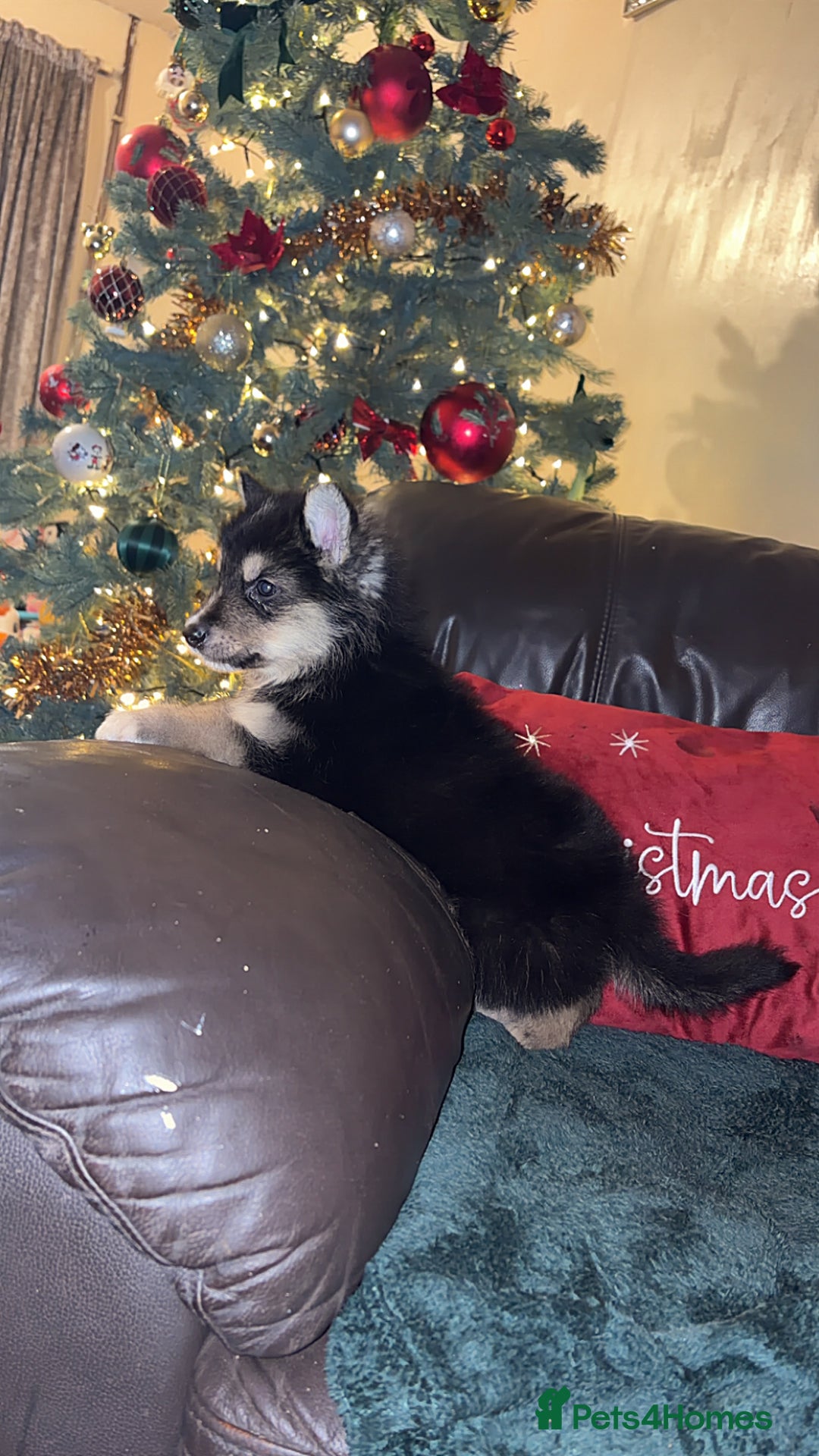 Shepsky dogs for sale: 8 week old male  - Advert 2