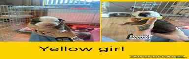 Yellow girl