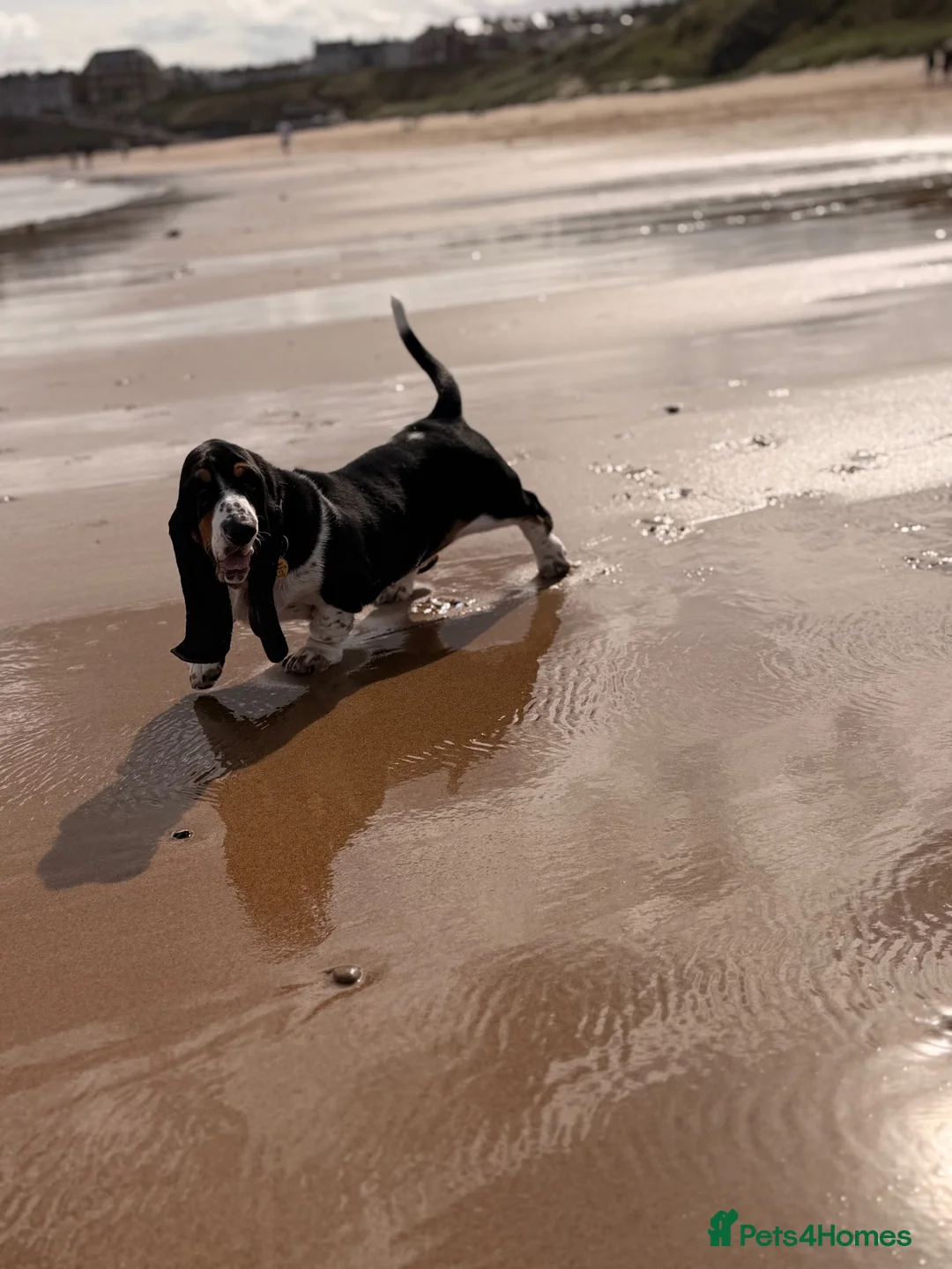 Basset Hound dogs for sale: Female Black Tri Basset Hound puppy  - Advert 9
