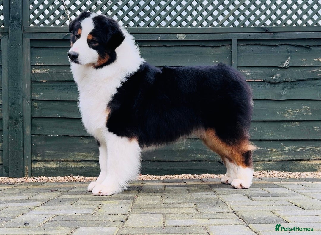 Australian Shepherd dogs for sale: Superbly Bred, Top Quality Pups - Image 17