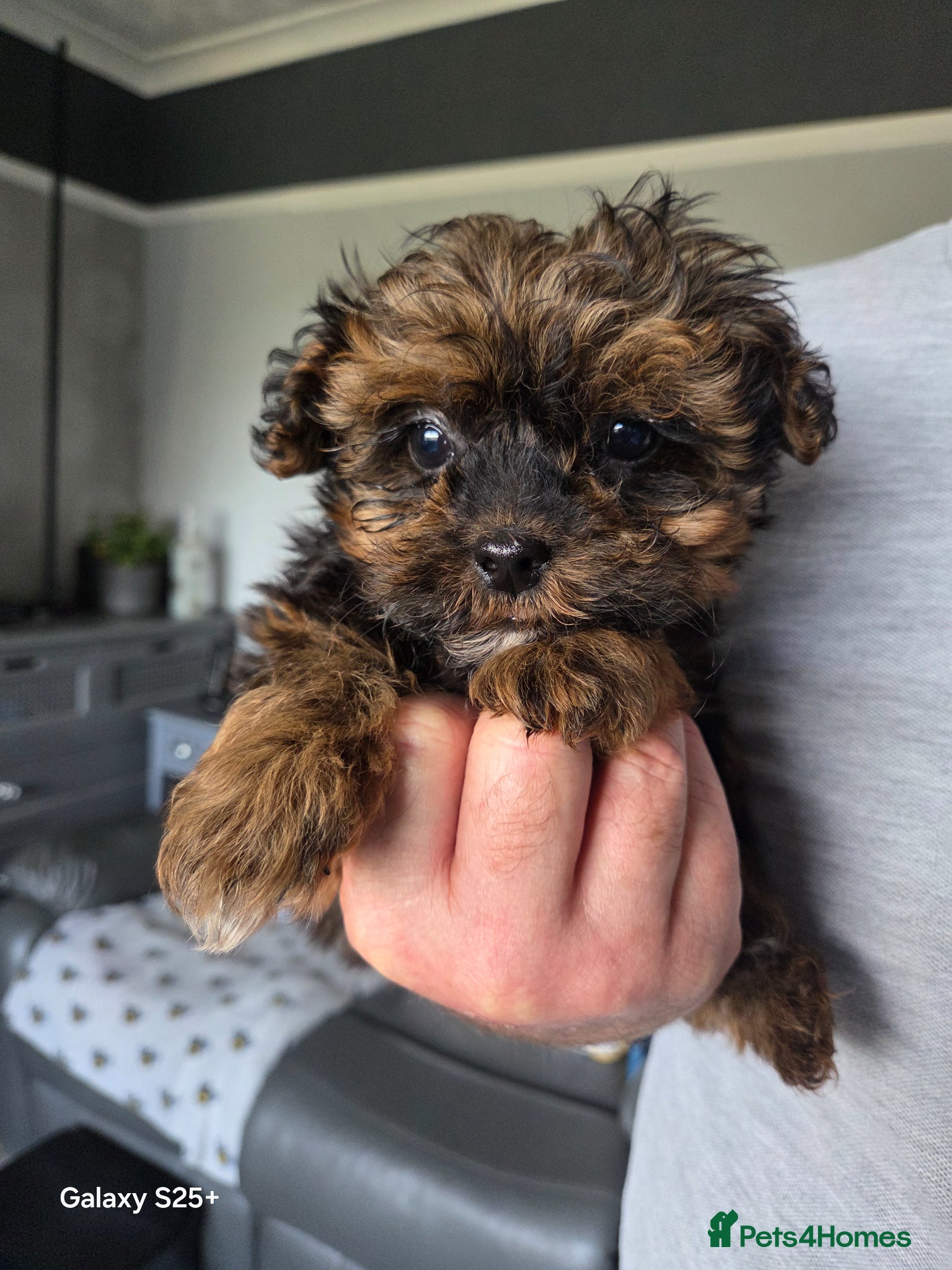 Shihpoo dogs Beautiful shihpoo babies READY NOW  - Advert 4