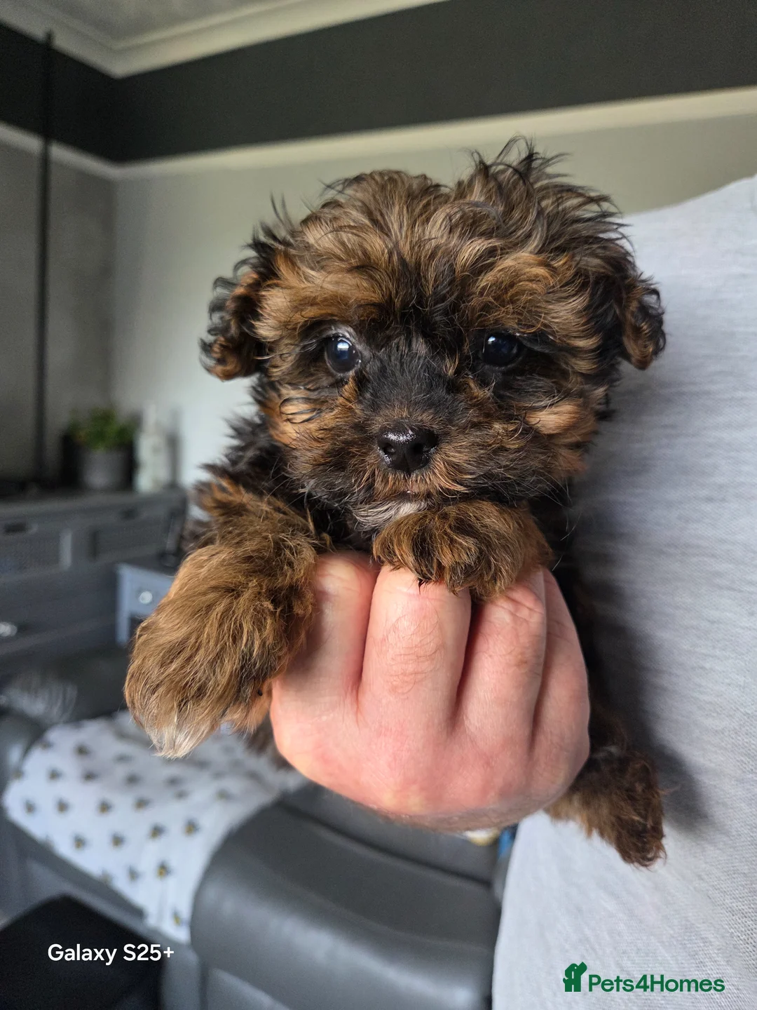 Shihpoo dogs for sale: Beautiful shihpoo babies READY NOW  - Advert 1