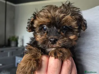 Shihpoo dogs Beautiful shihpoo babies READY NOW - Advert 4