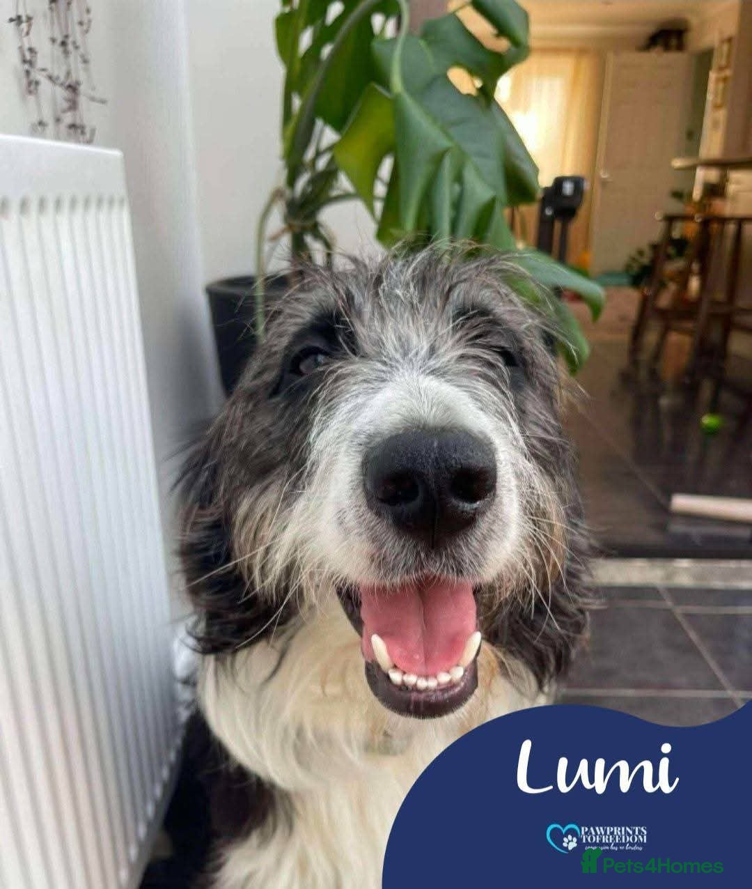 Mixed Breed dogs for adoption: Meet Lumi, currently residing in Somerset  - Advert 1