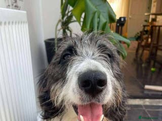 Mixed Breed dogs Meet Lumi, currently residing in Somerset - Advert 15