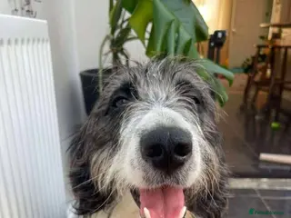 Mixed Breed dogs Meet Lumi, currently residing in Somerset - Advert 9