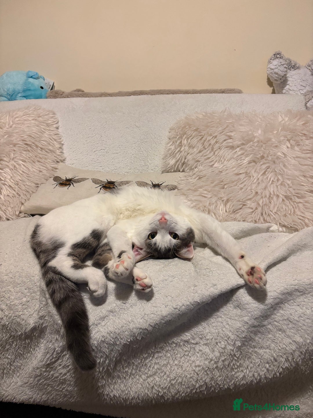 British Shorthair cats for sale: 1 year old white cat for sale - Image 6