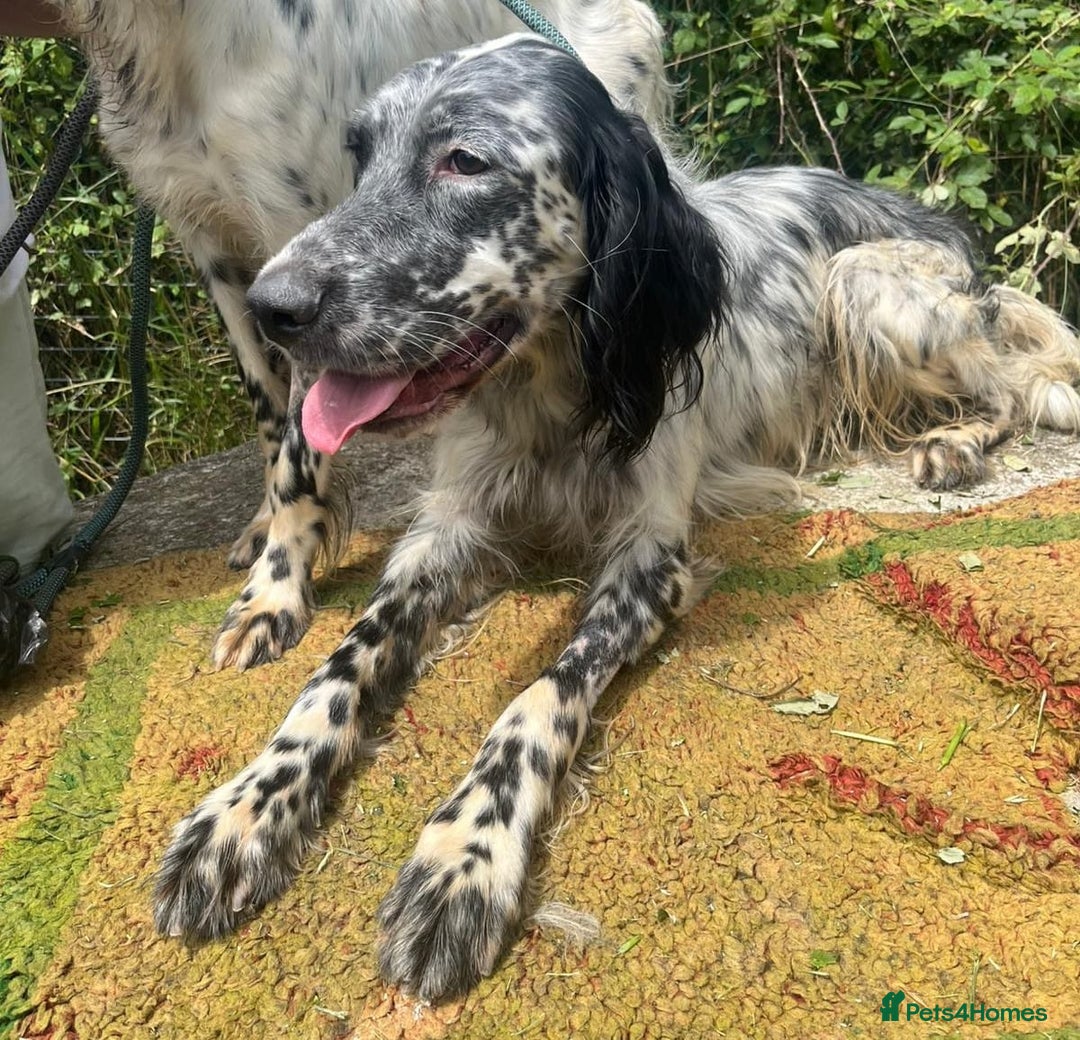 English Setter dogs for adoption: Cookie - Image 8