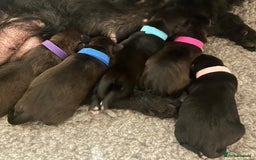 Patterjack dogs for sale: Patterdale x jackrussel  - Image 12