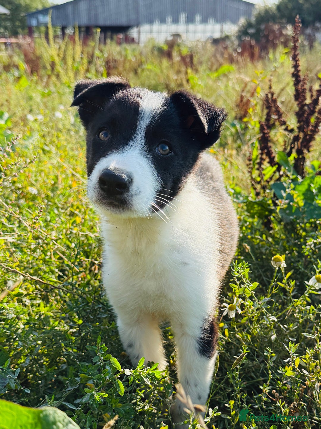 Border Collie dogs for sale: Gorgeous KC reg border collie pups  - Image 15