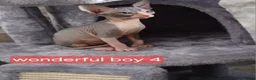 Sphynx cats for sale: Beautiful  Sphynx kitten for sale  - Advert 2