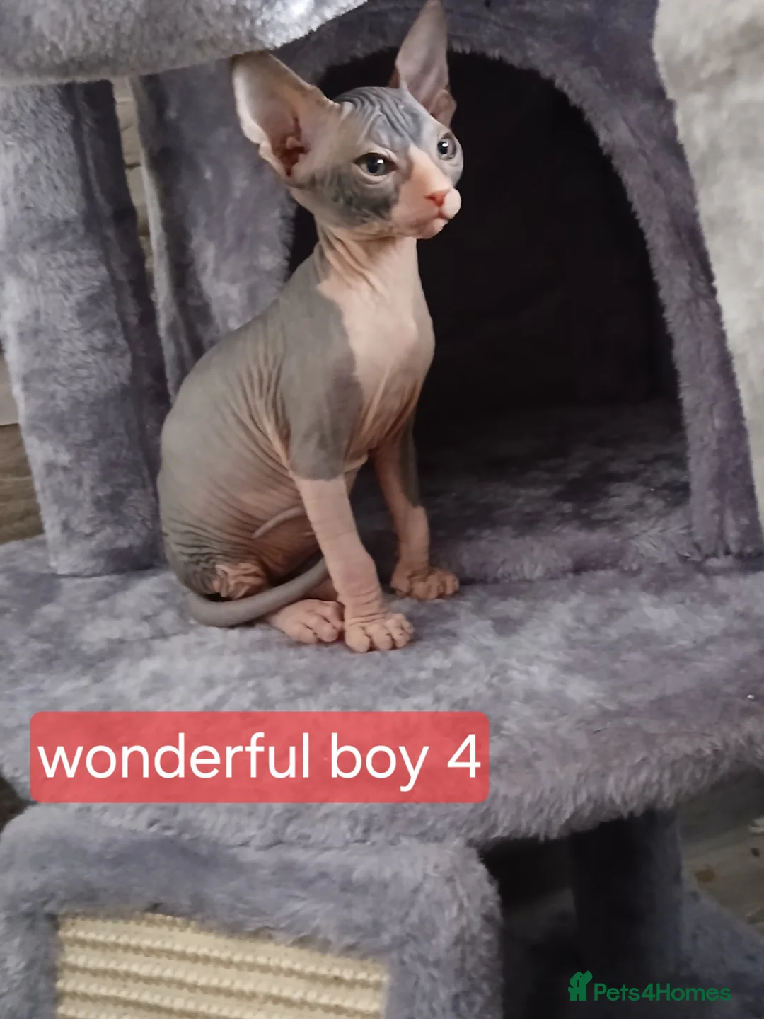 Sphynx cats for sale: Beautiful  Sphynx kitten for sale  - Advert 2