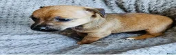 Jack Russell dogs for sale: 4 gorgeous babies - Advert 9