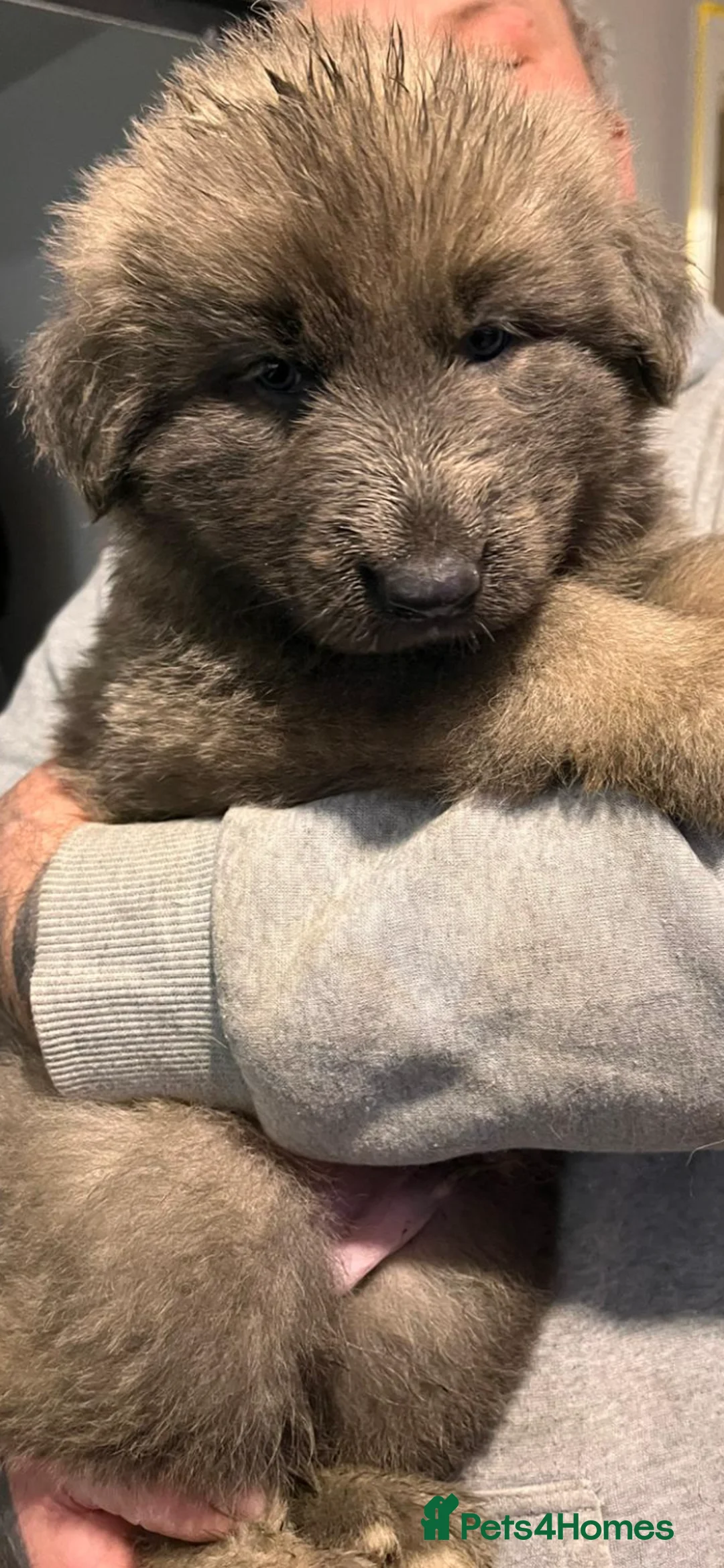 German Shepherd dogs for sale: Blue GSD’s 3 females remaining - Advert 9