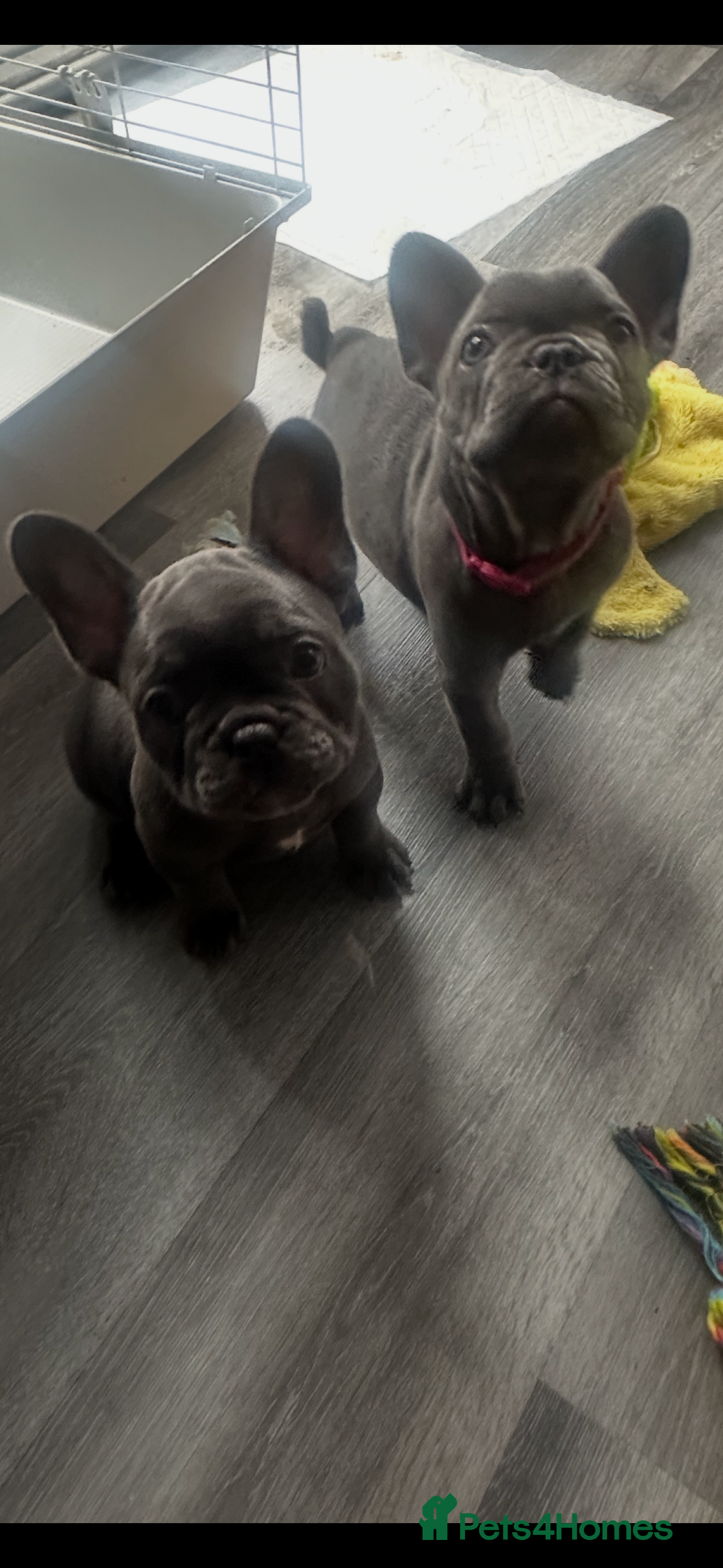 French Bulldog dogs 2 GIRL FRENCH BULLDOGS - Advert 8