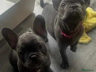 French Bulldog dogs 2 GIRL FRENCH BULLDOGS - Advert 8