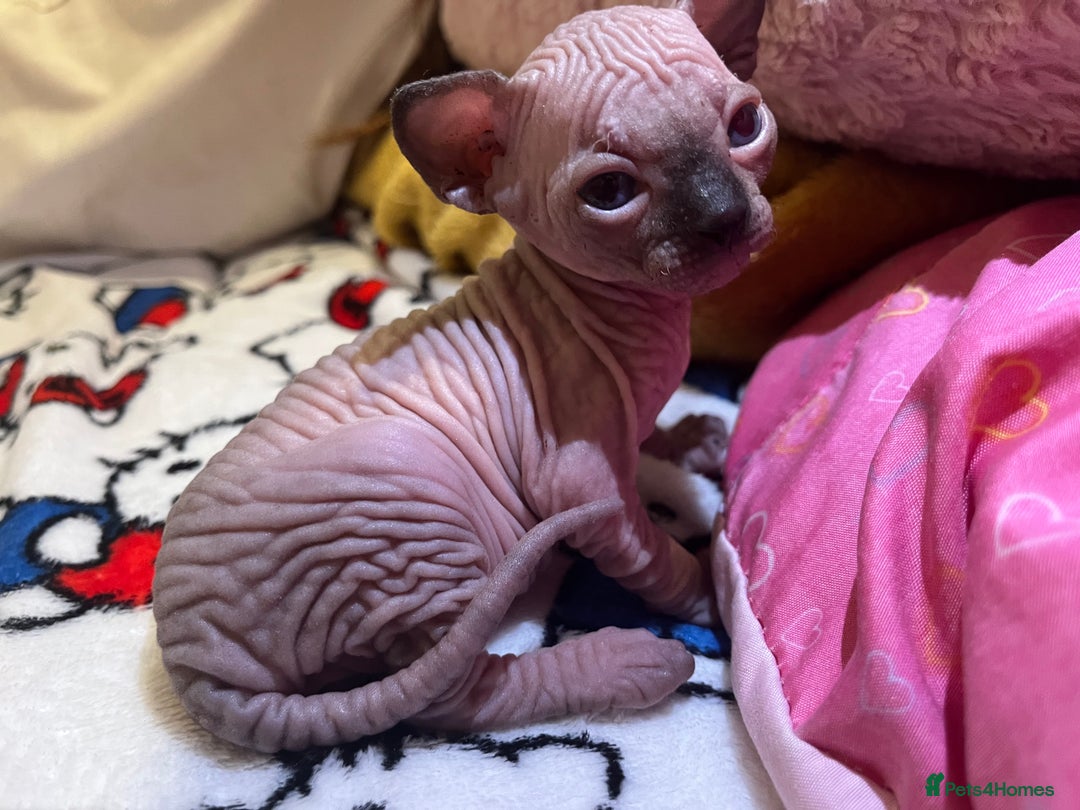 Sphynx cats for sale: 3 beautiful GIRlS available ❤️  - Image 4
