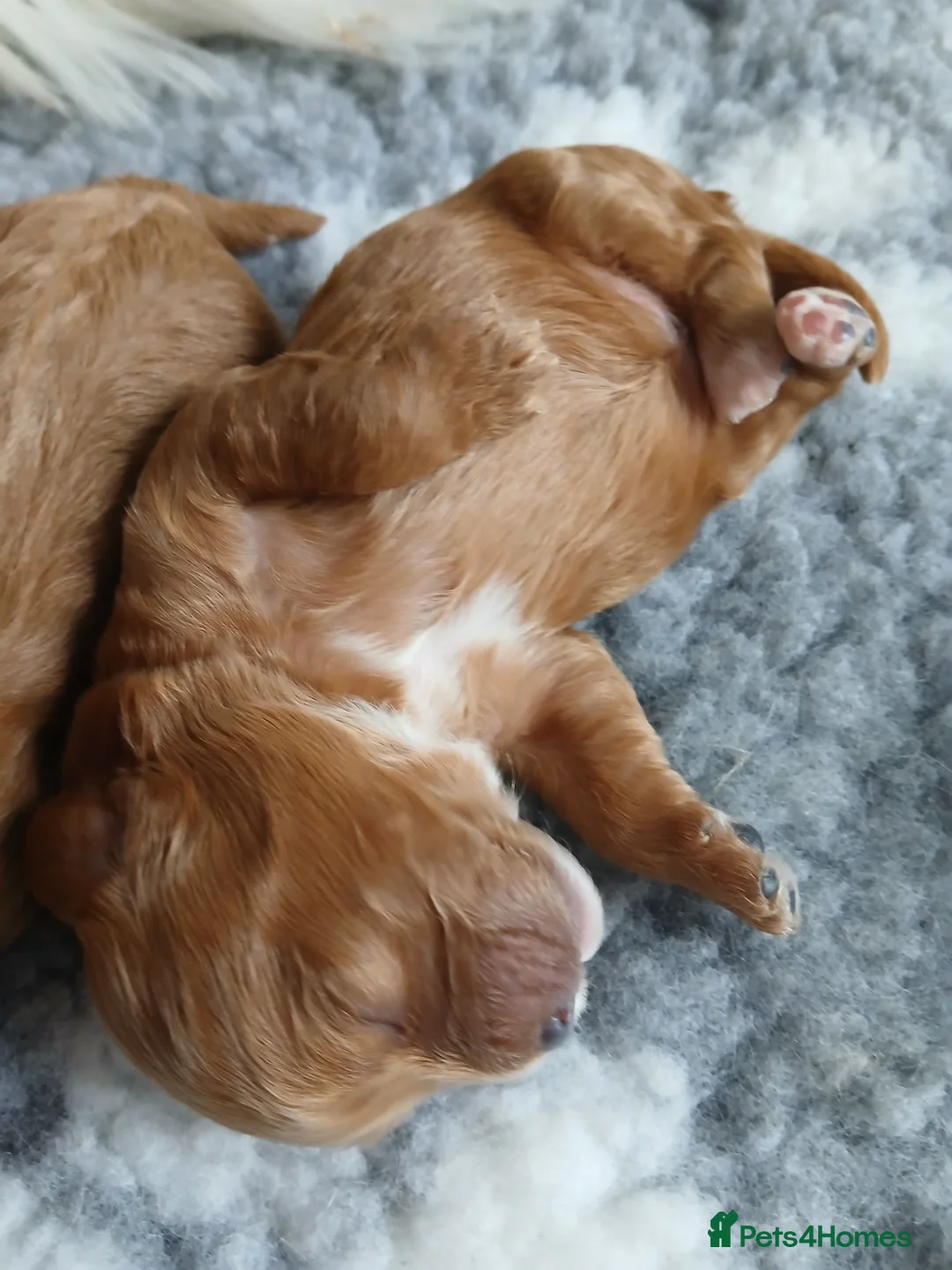 Cavapoo dogs for sale: Beautiful cavapoos - Advert 2