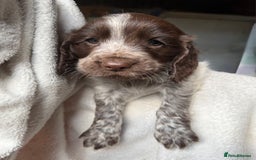 Sprocker dogs for sale: unbelievably marked sprockers 😍 - Image 24