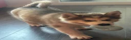 Alaskan Malamute dogs for sale: Female pure Alaskan Malamutes  - Advert 8