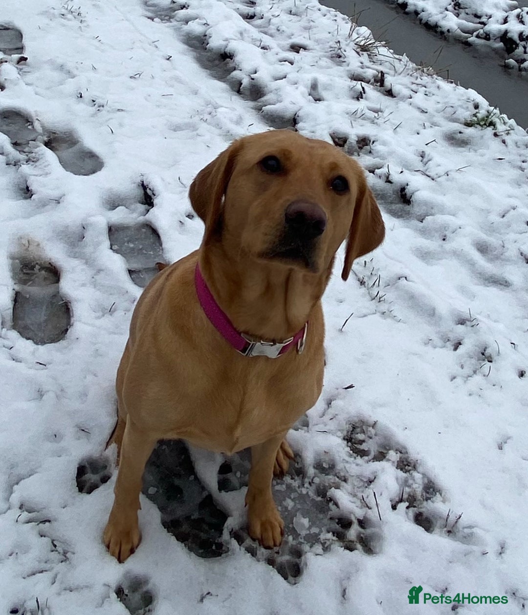 Labrador Retriever dogs for sale: 🌟 5 Star KC Registered FOX RED & YELLOW Labradors - Advert 5