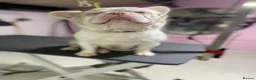 French Bulldog dogs for stud: 💕Rocco- pink fluffy boy for stud💕 - Advert 1