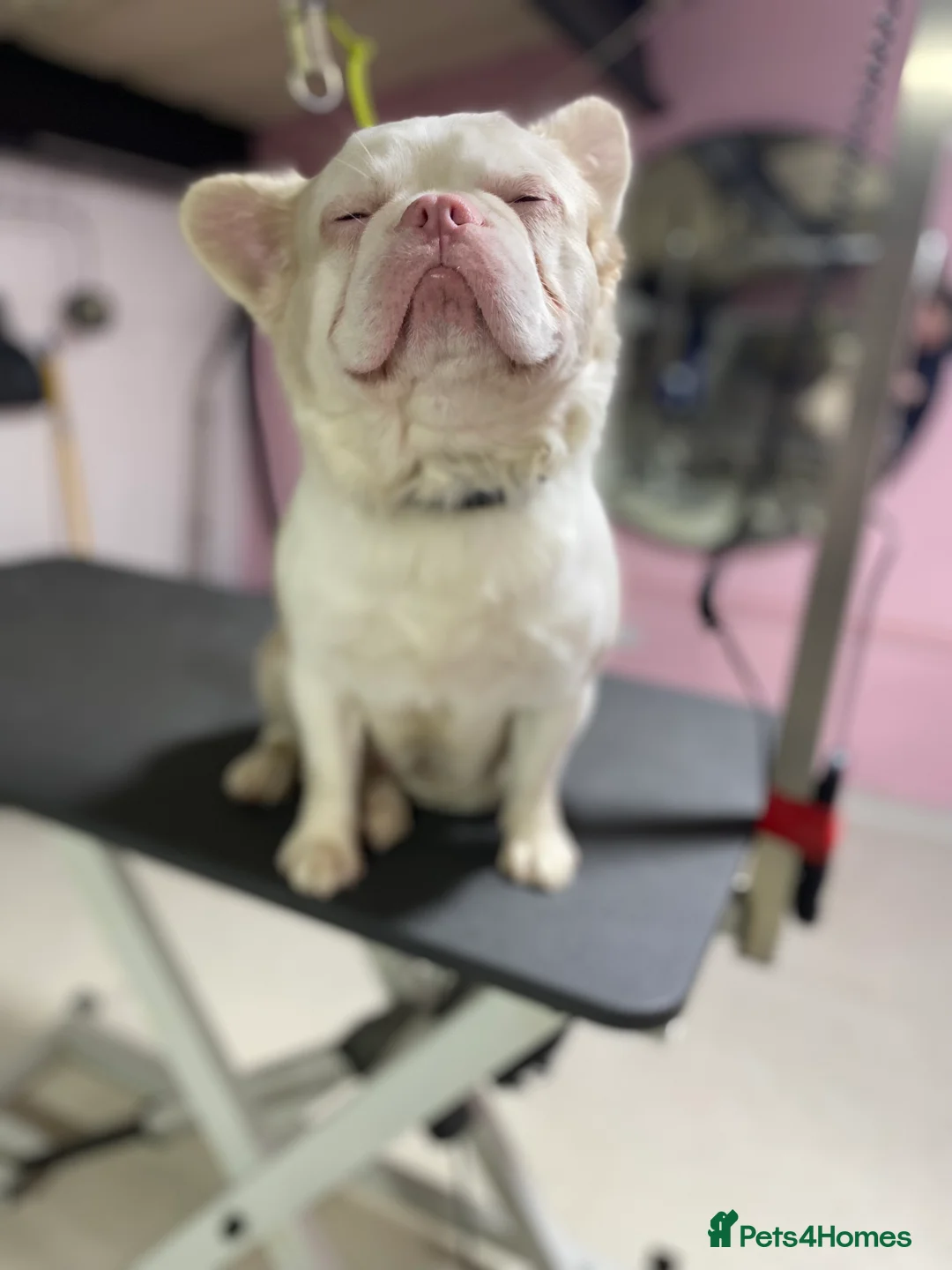 French Bulldog dogs for stud: 💕Rocco- pink fluffy boy for stud💕 - Advert 1