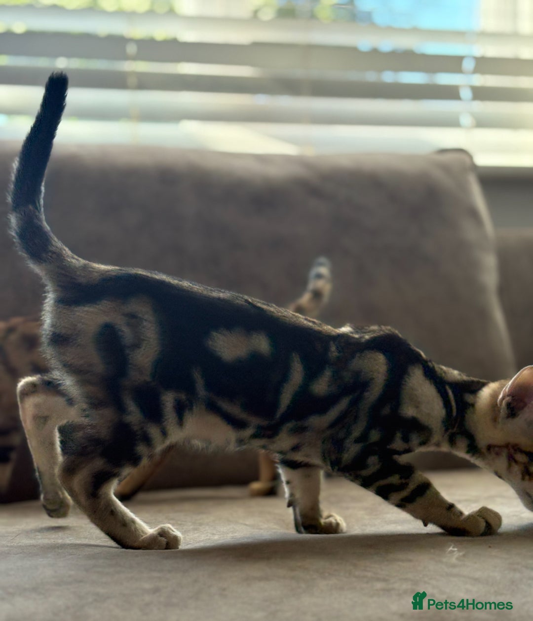 Savannah cats for sale: Stunning and Rare Kiwanga Pedigree F3 Savannahs  - Advert 6