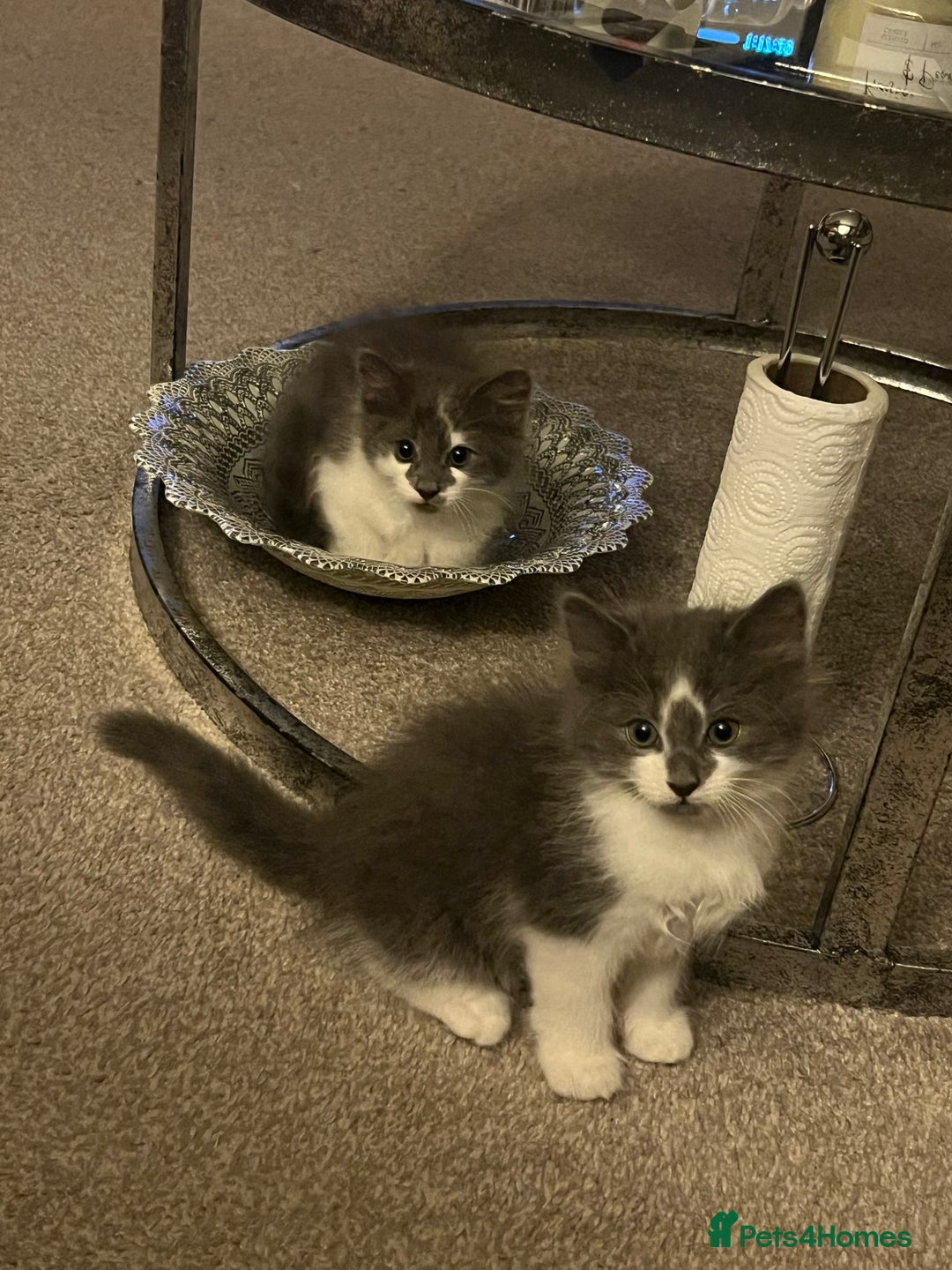 Ragdoll cats for sale: Two Male grey and white Rag-dolls  - Image 4