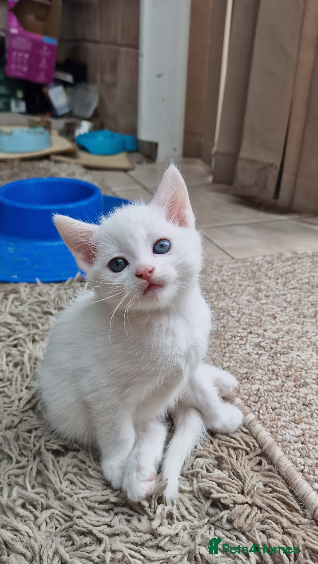 Mixed Breed cats for sale: White kittens. Ready Now. £150 each - Image 19