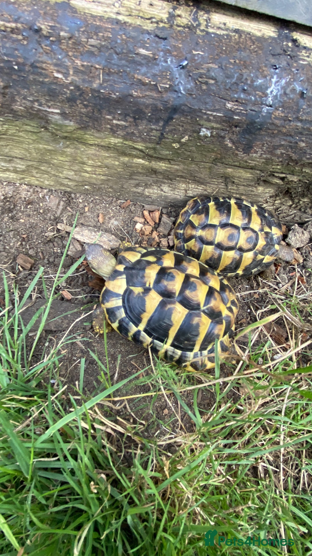 Tortoise reptiles for sale: Jack and Georgina  - Image 2
