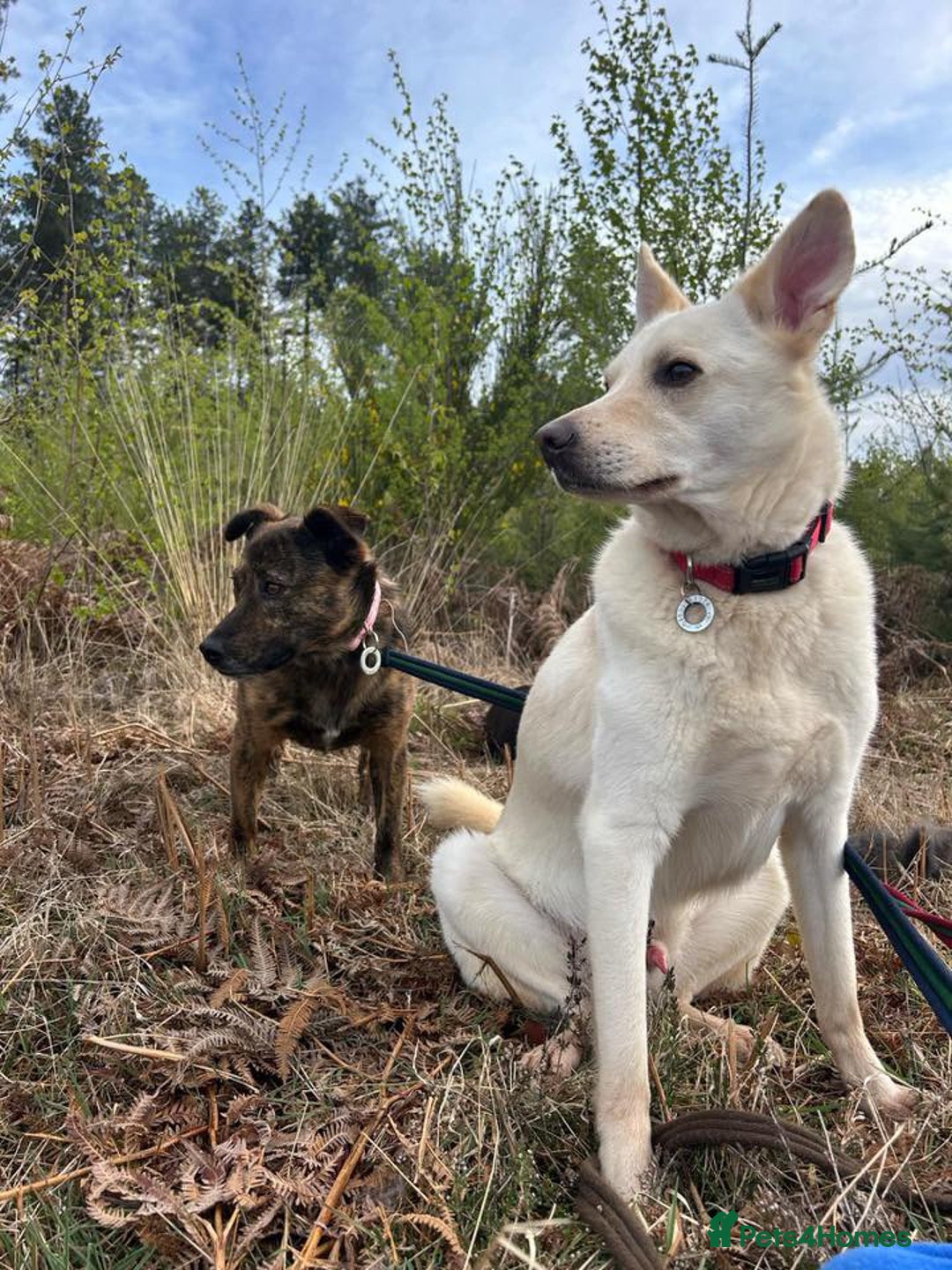 Mixed Breed dogs for adoption: Buddy - Norwich Norfolk  - Image 8