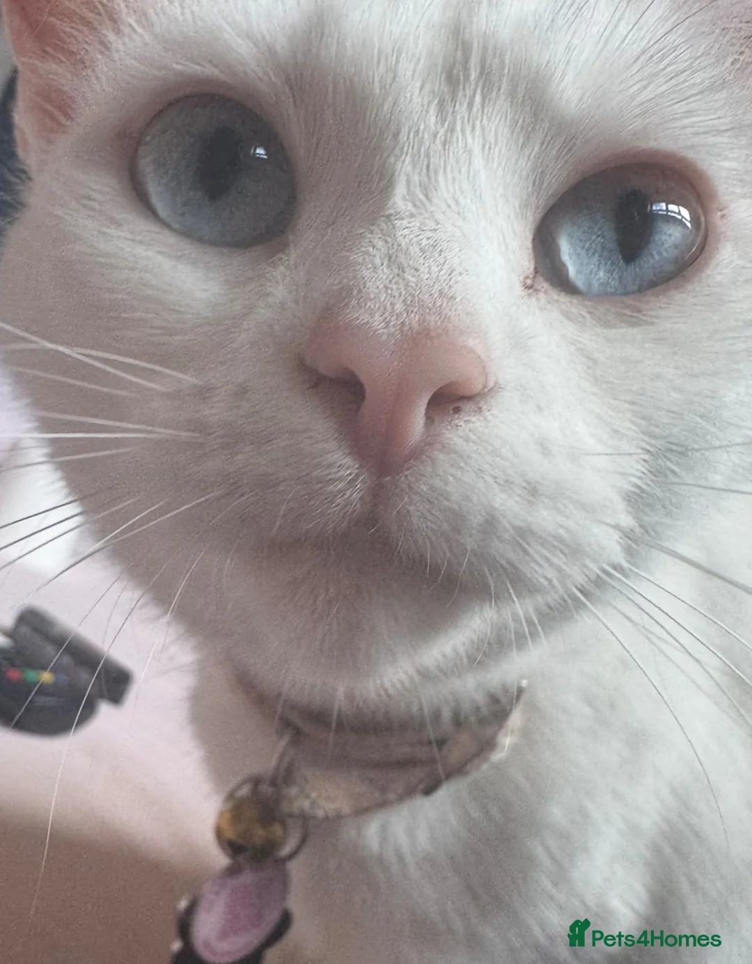 Khao Manee cats for sale: Beautiful white cat with blue eyes.  - Advert 1