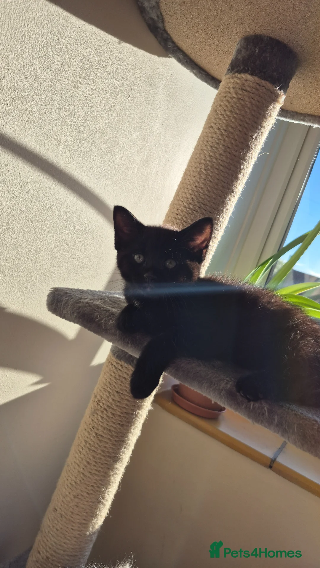 Mixed Breed cats for sale: Kitten  - Advert 19