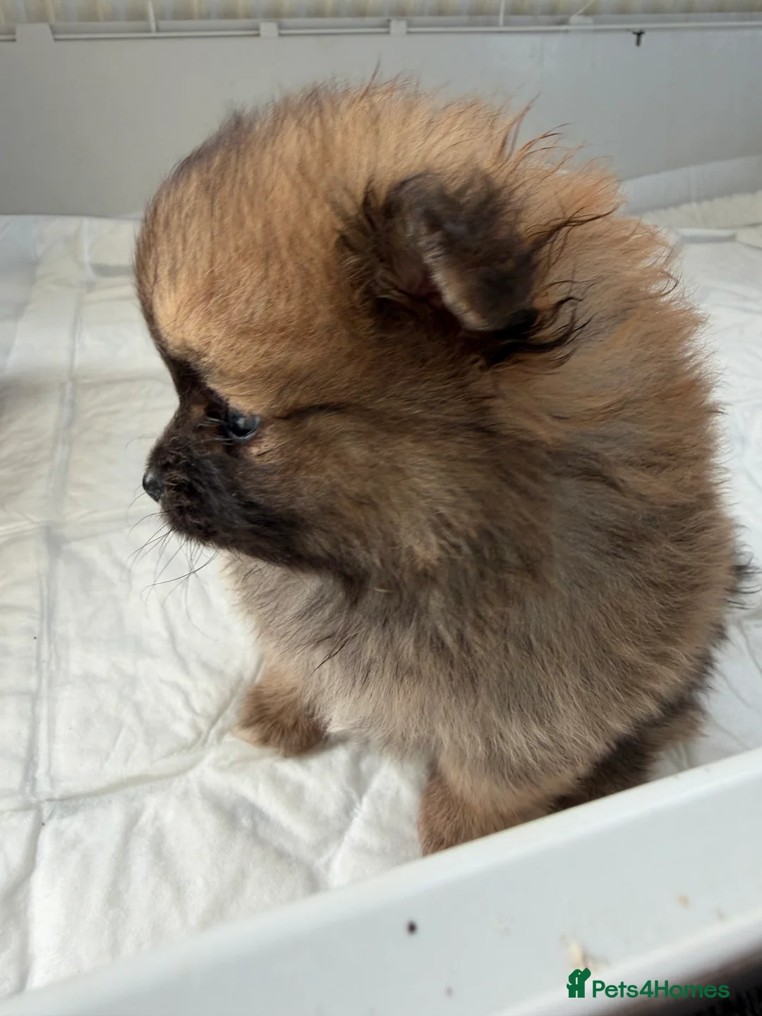 Pomeranian dogs for sale: Pomeranian puppy’s  - Advert 12