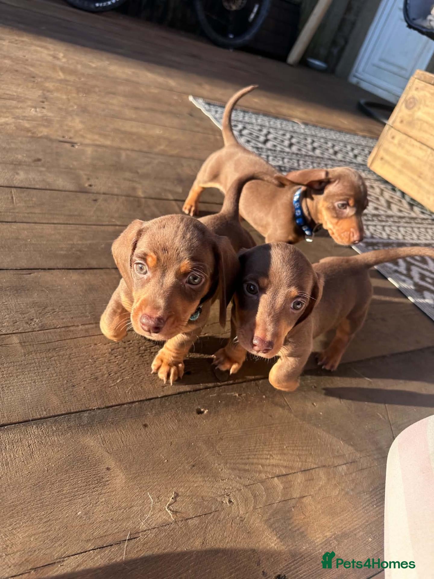 Miniature Dachshund dogs Mini Dashcund Pups! Ready to leave now  - Advert 4