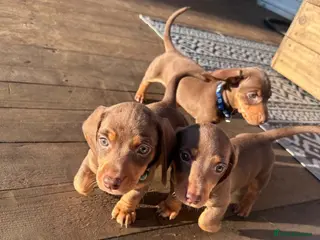Miniature Dachshund dogs Mini Dashcund Pups! Ready to leave now - Advert 4