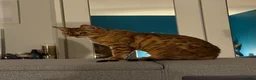 Mixed Breed cats for adoption: ❤️🐱 ROSIE – A LITTLE BENGAL SHADOW in Ashtead - Advert 2