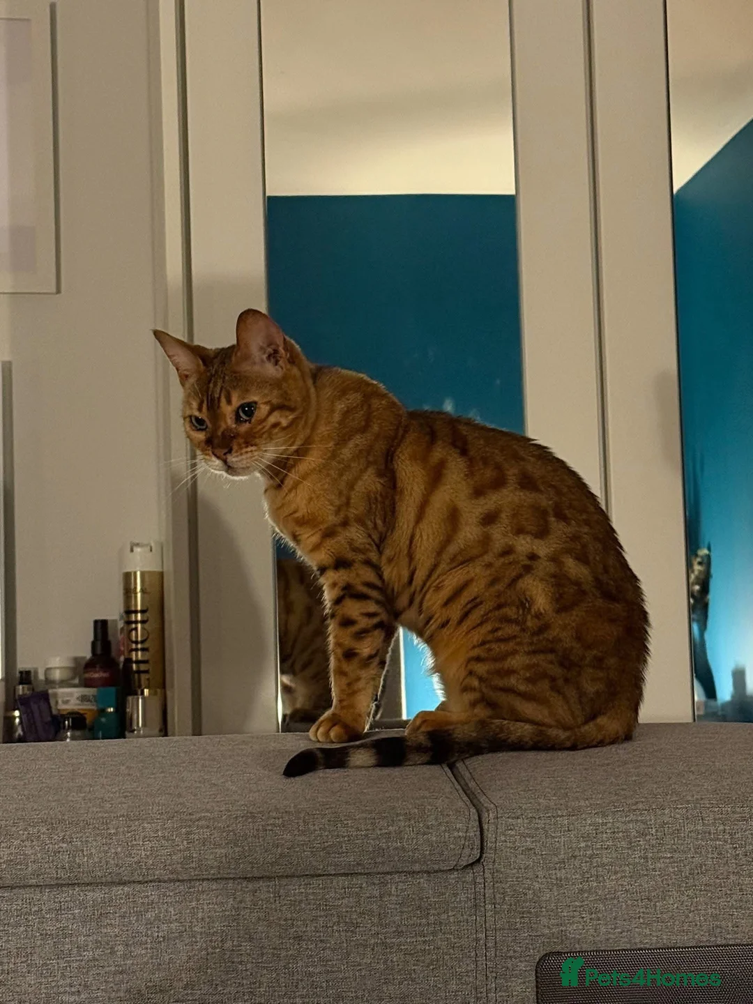 Mixed Breed cats for adoption: ❤️🐱 ROSIE – A LITTLE BENGAL SHADOW in Ashtead - Advert 2