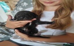 Great Dane dogs for sale: Beautiful KC registered Great Dane Puppies  - Image 20