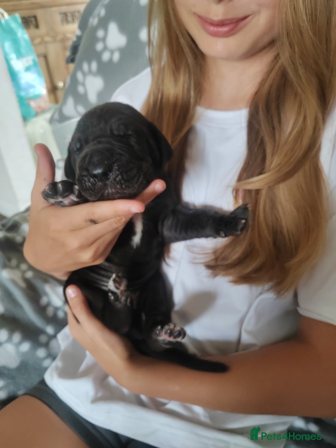 Great Dane dogs for sale: Beautiful KC registered Great Dane Puppies  - Image 20